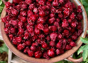 Roselle (Hibiscus Sabdariffa) - Dentavim Ingredient